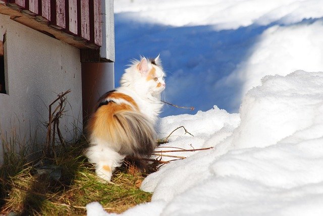 Keep Outdoor Cats Warm During Winter