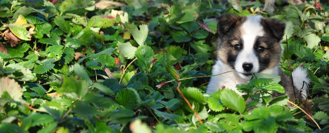 Keep Your Dog Safe Around Hosta Plants