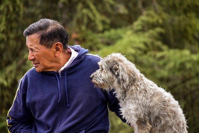 Older Dogs Regain Strength