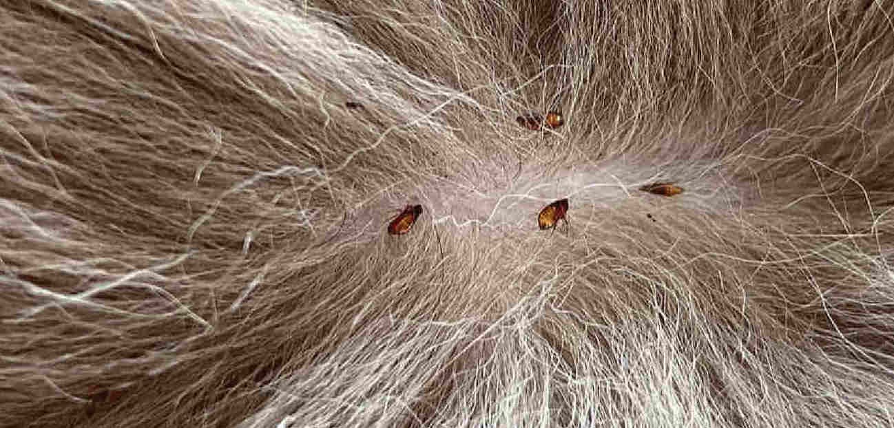 Prevent Fleas in Cats