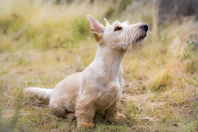 Remedies and Care Tips for Dogs with Itchy Skin