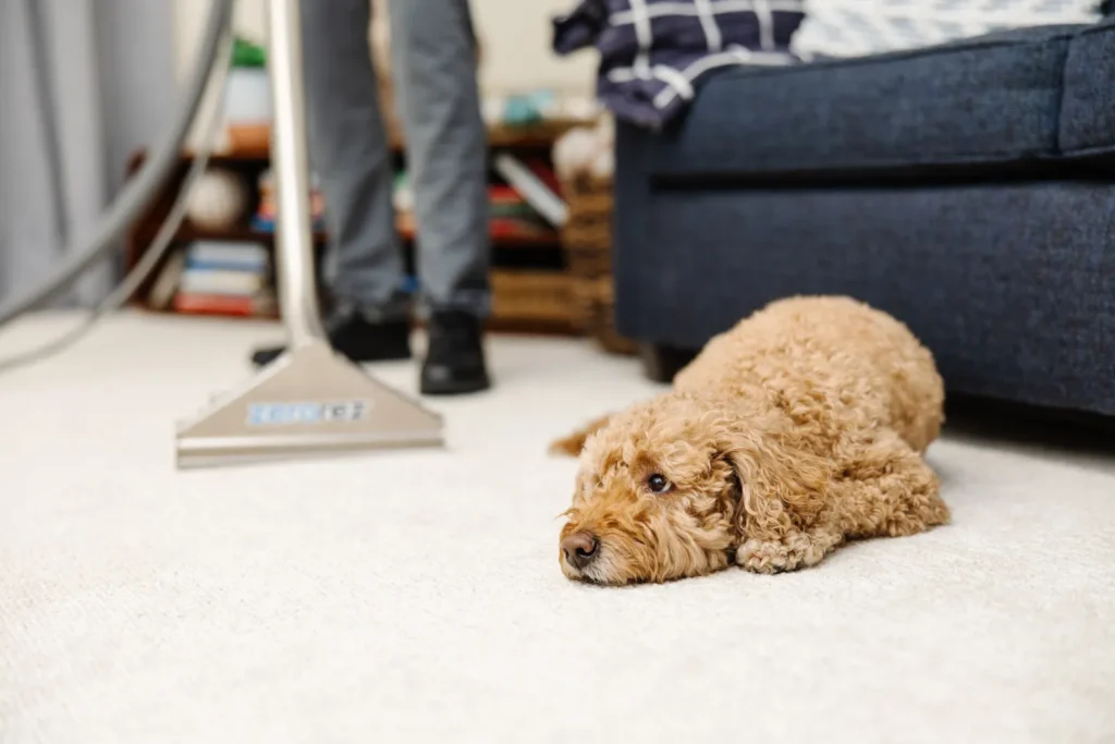 Remove Dog Puke Stains from Carpet