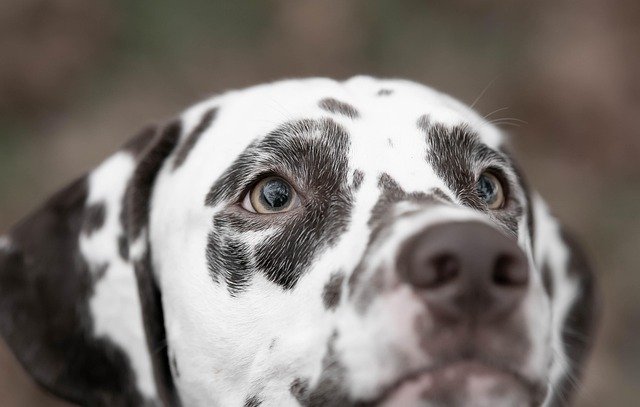 Spot Rabies Symptoms in Your Dog