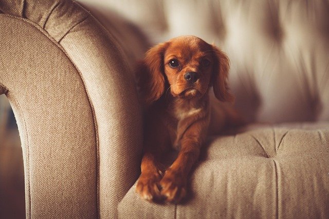 Stop Your Dog from Chewing Furniture