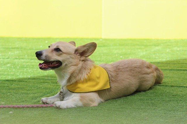 Stop Your Dog from Chewing Shoes