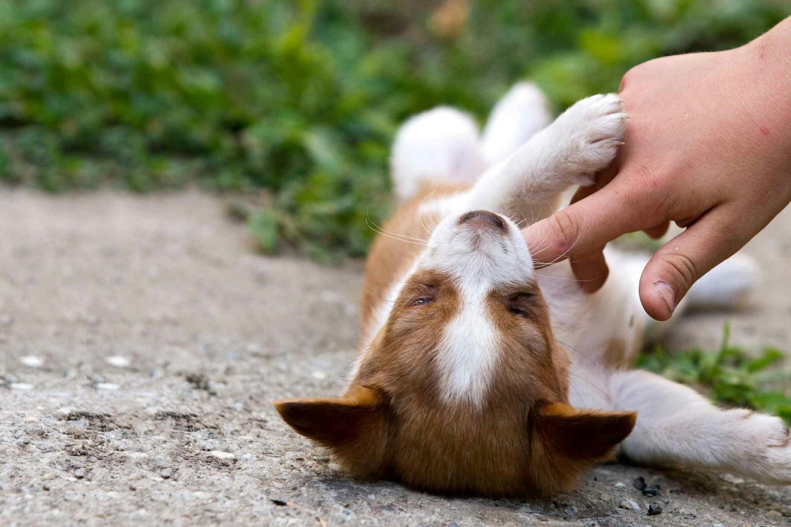 Teach Your Dog to Stop Mouthing