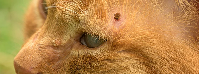 Ways to Tell If Your Cat Has Ticks