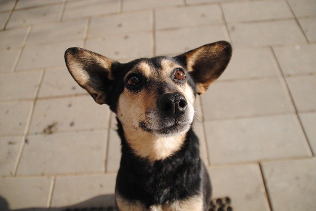 What I See Inside a Dog’s Ear