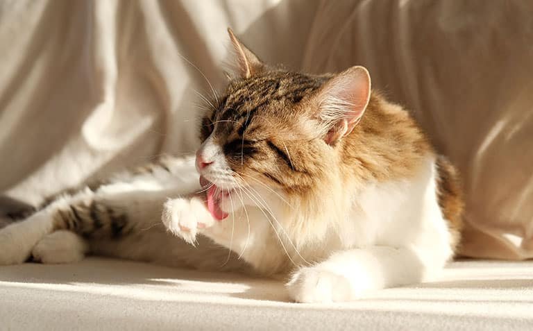 Why Cats Lick Their Fur