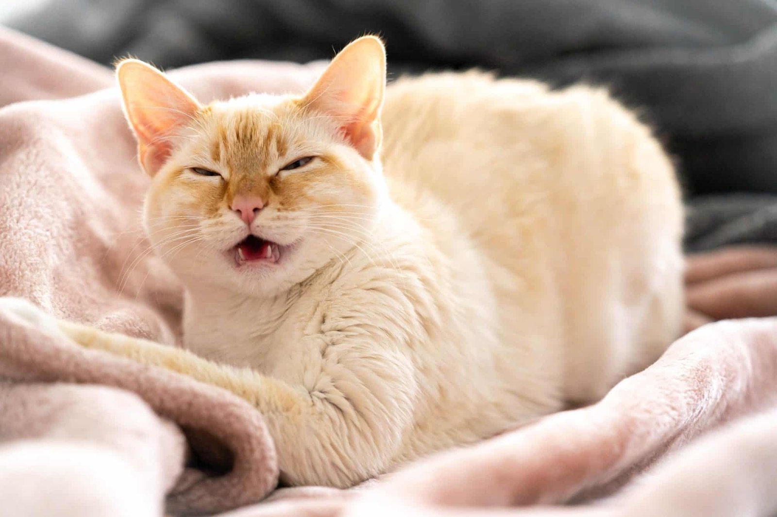 Why Cats Sneeze