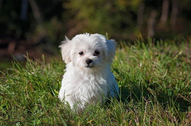 2-Year-Old Dog