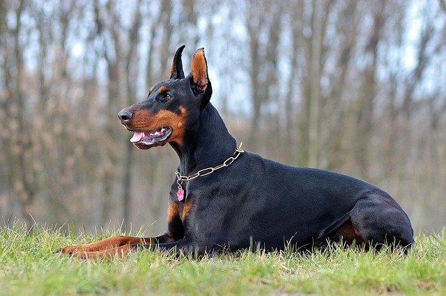 Are Dobermans Good Guard Dogs