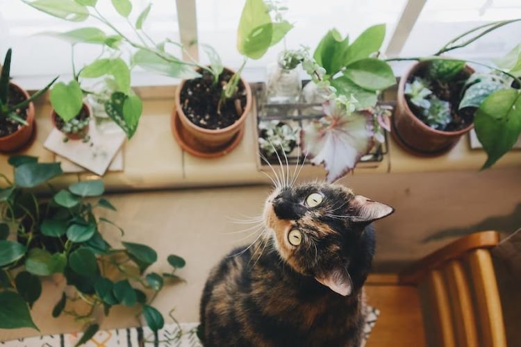 Basil Plants Around Curious Cats