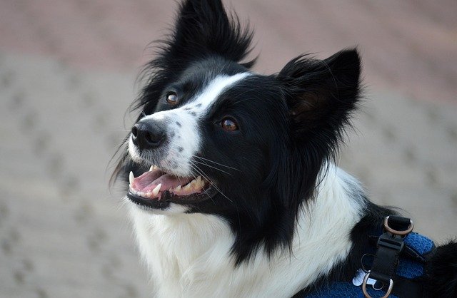 Belly Bands for Male Dogs
