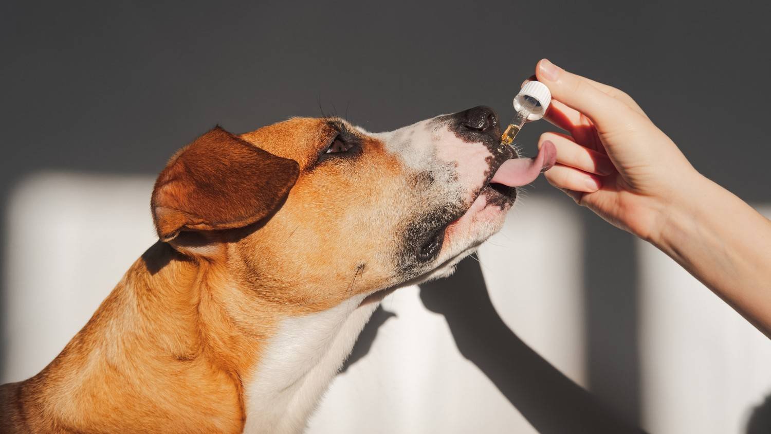 Can CBD Oil Change a Dog’s Poop
