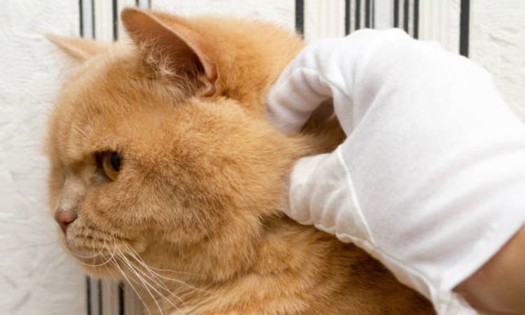Can Cats Get Head Lice