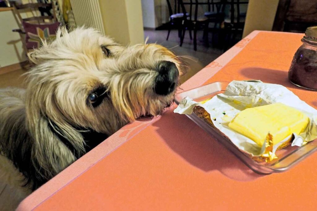 Can Dogs Eat Butter