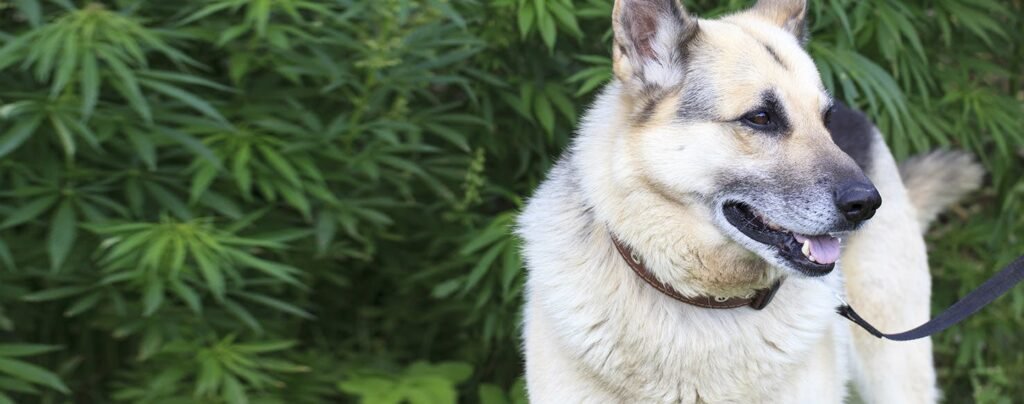 Can Dogs Get High
