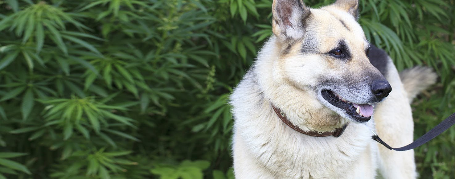 Can Dogs Get High
