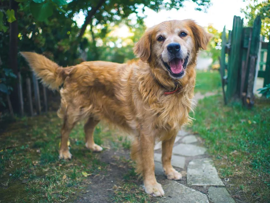 Can You Give a Dog Advil or Tylenol