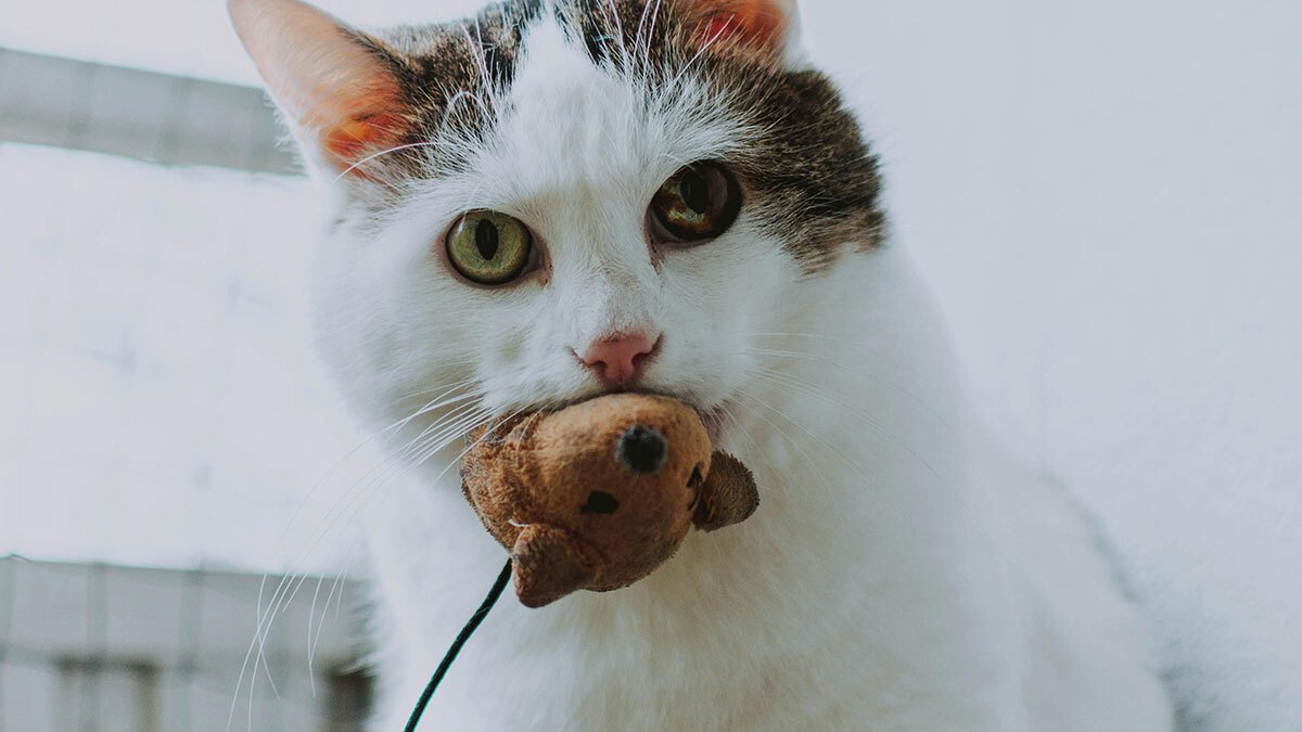Cat Is Dumb at First Glance