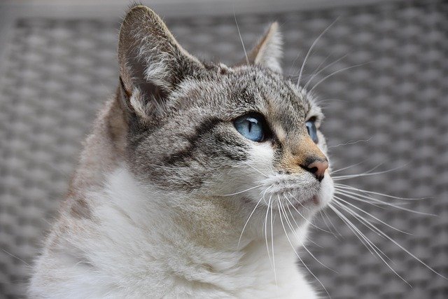 Cat Is Male or Female