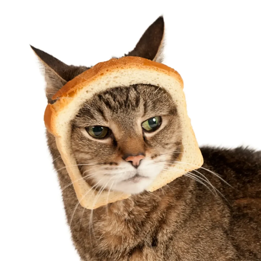 Cat Owners About Hawaiian Bread