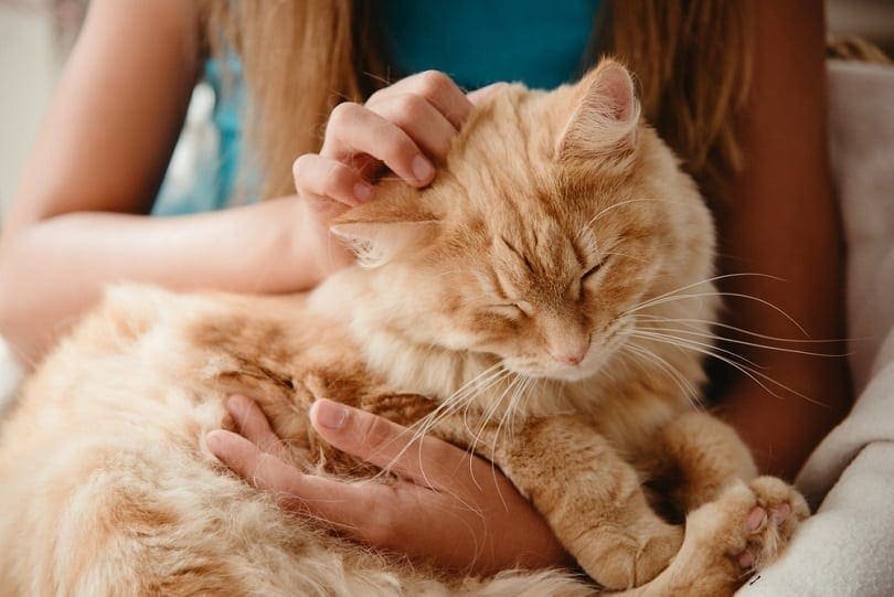 Cat Starts Yowling and Pacing