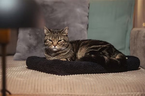 Cat Twitching In Sleep