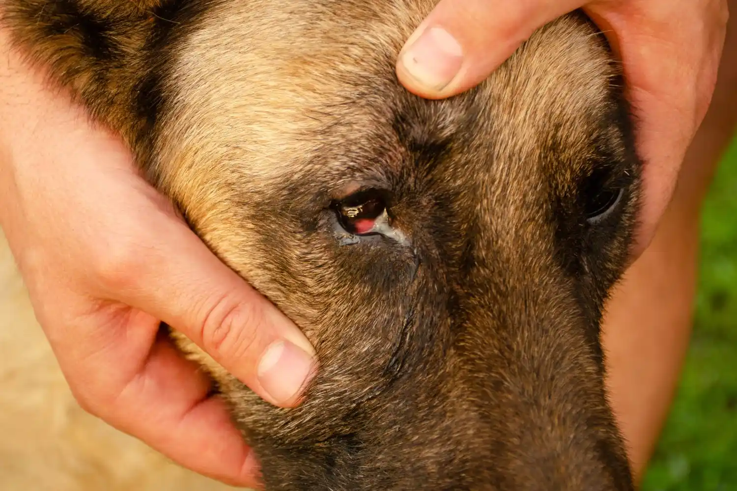 Catch Pink Eye From a Dog