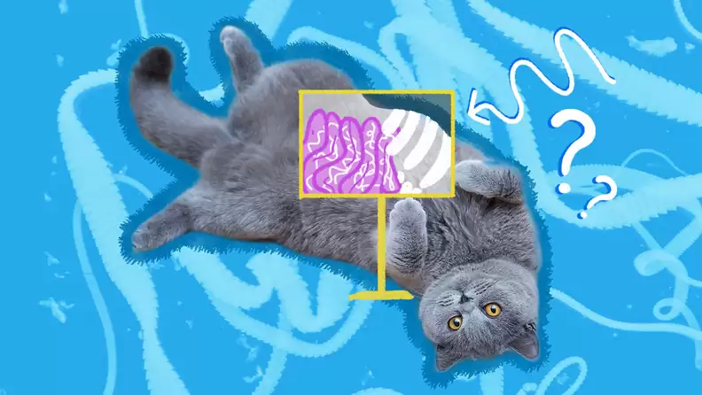 Cats End Up with Tapeworms