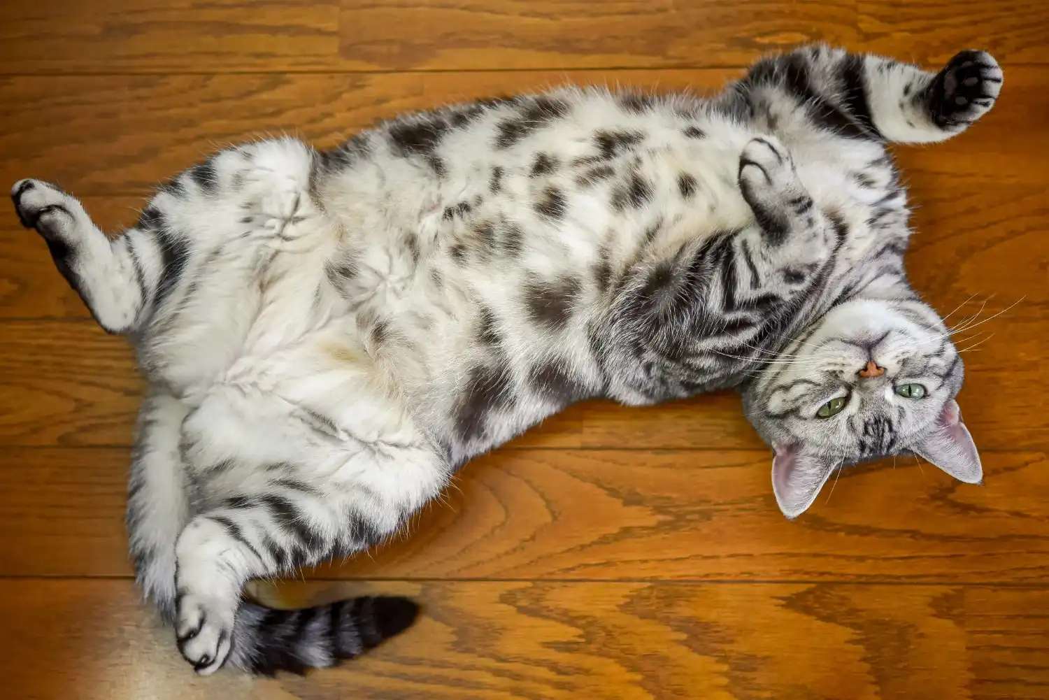 Cats Start Showing a Primordial Pouch