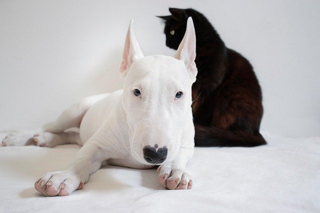 Cats or Dogs