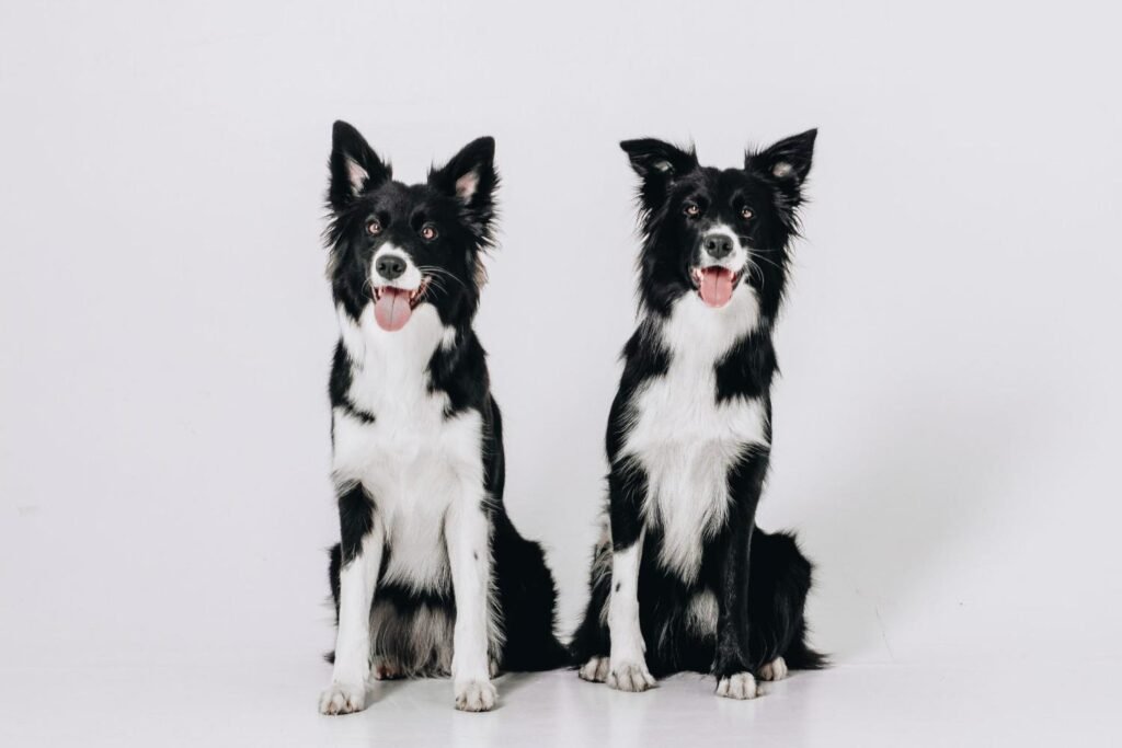 Cloning A Dog From Ashes