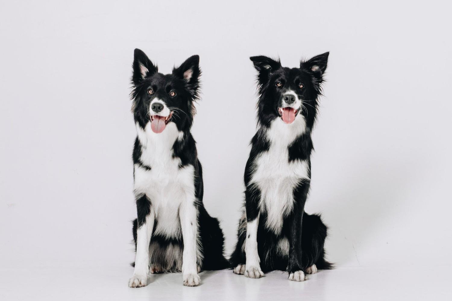 Cloning A Dog From Ashes