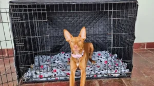 Close Dog Cage Without Stressing