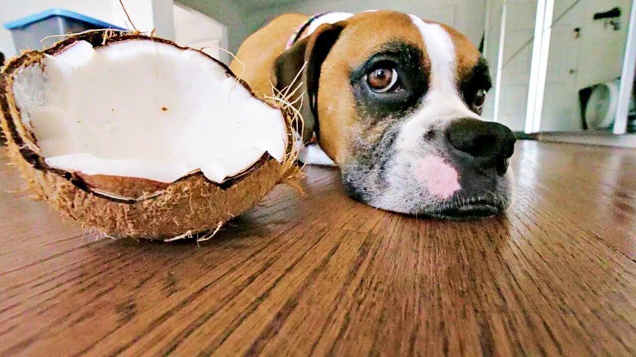 Coconut Oil On Skin of Dogs