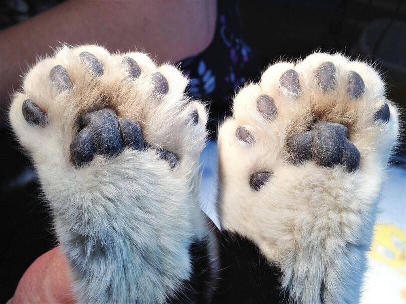 Counting a Cat’s Toes