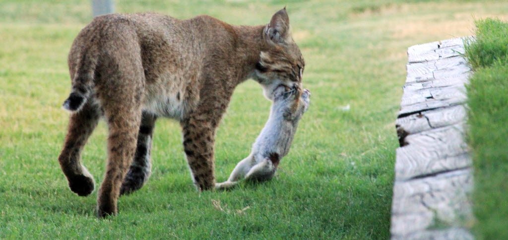 Do Bobcats Eat House Cats