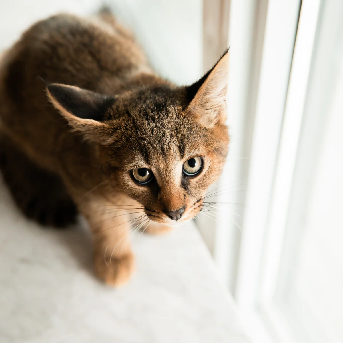 Do Cats Really Fear Heights