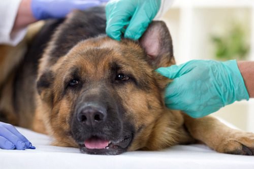Dog Ear Hematoma