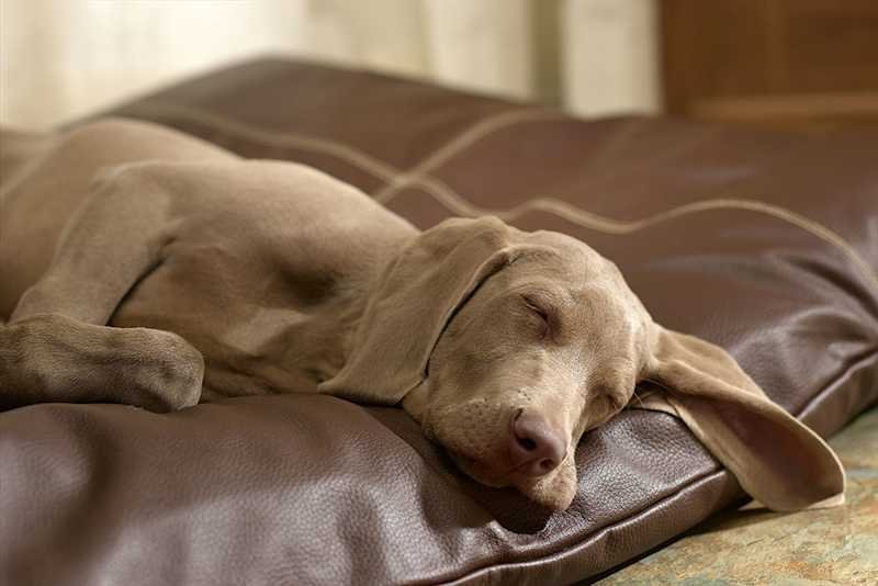 Dog Having a Seizure