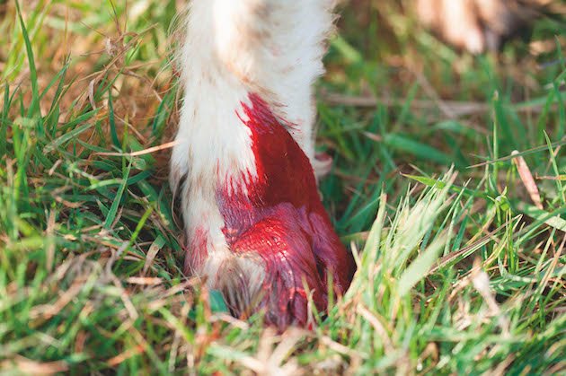 Dog’s Bleeding Toe