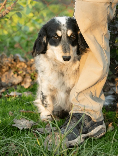 Dogs Lean Into a Hand