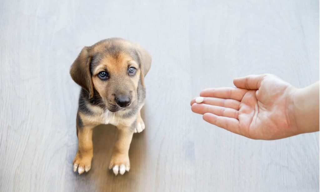 Give a Dog Baby Aspirin