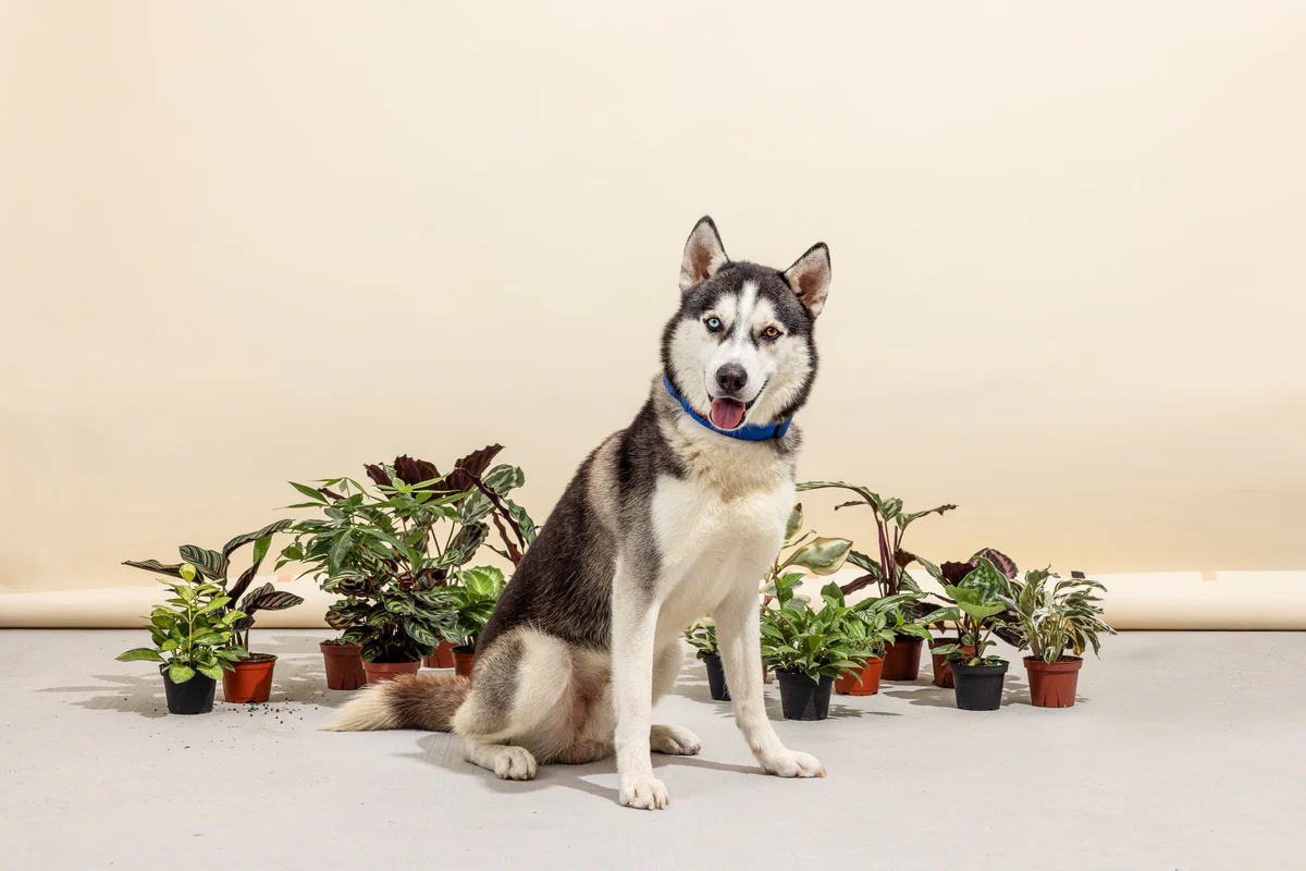 Golden Pothos Out of Reach Around Dogs
