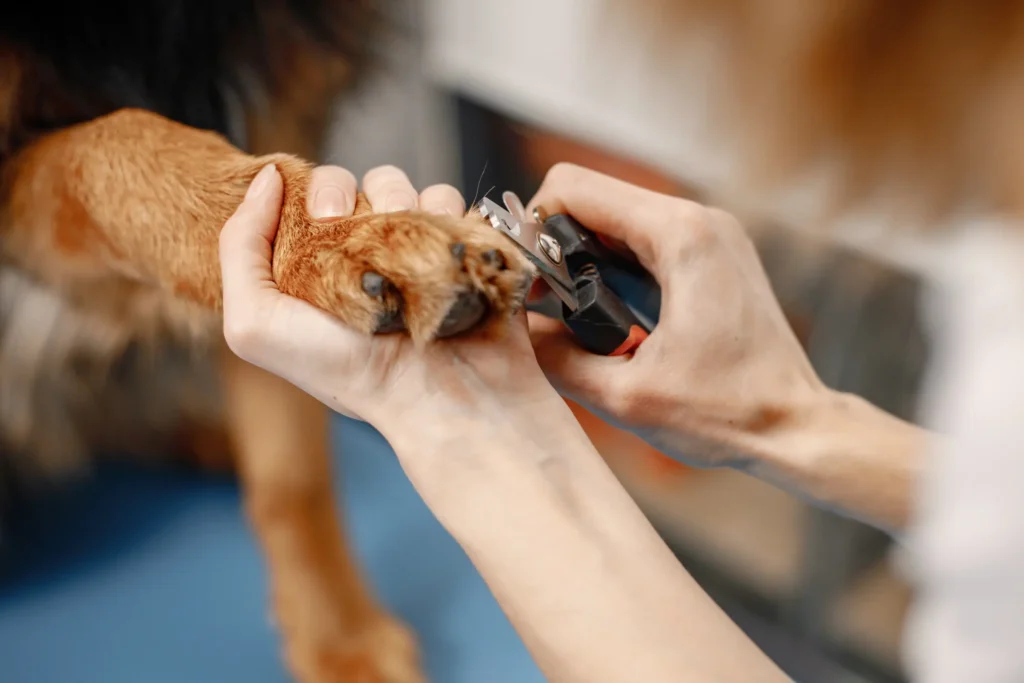 Handle Dog Nails