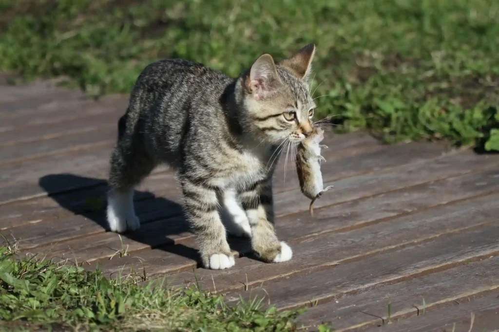 House Cats Truly Apex Predators