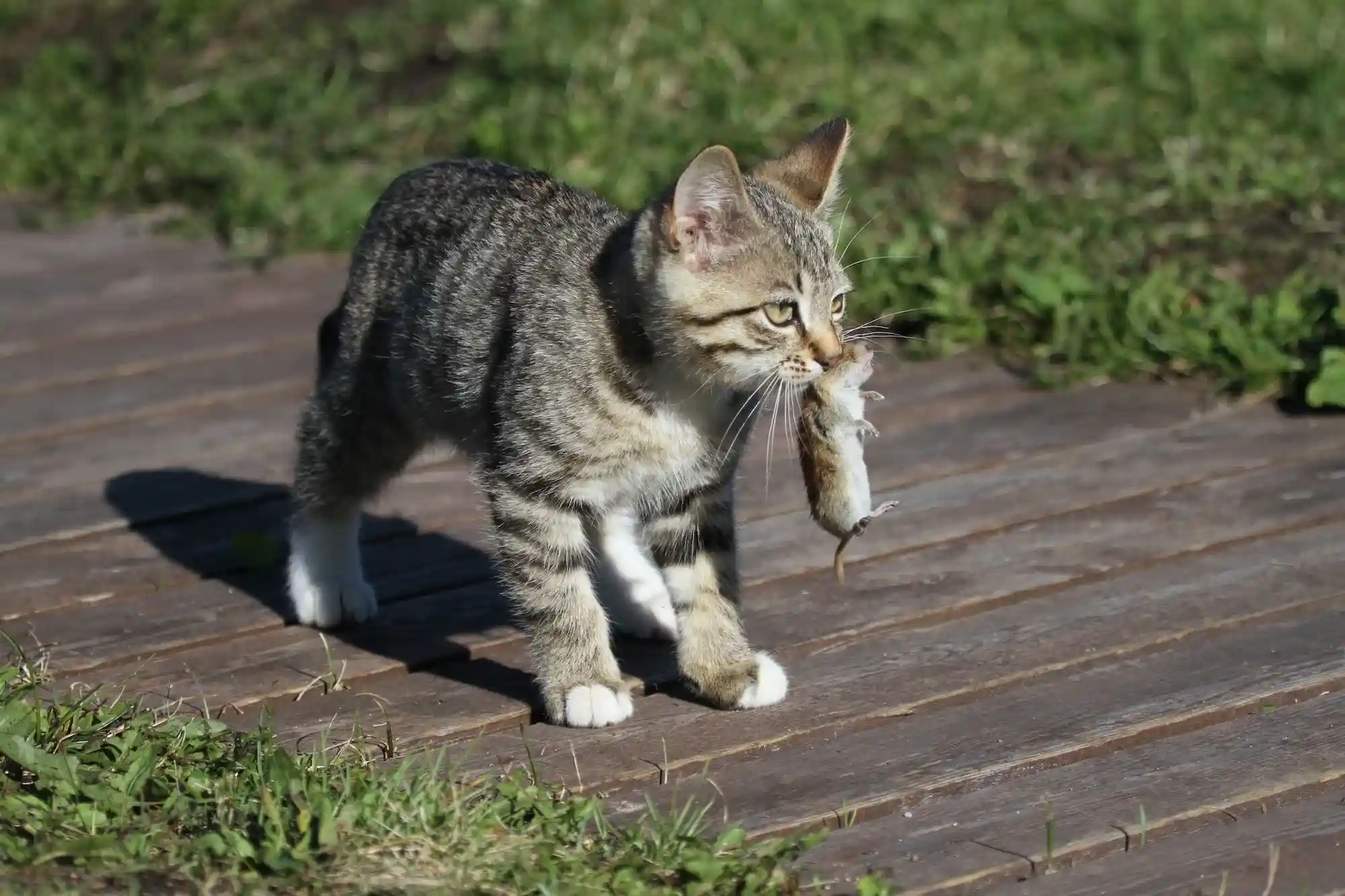 House Cats Truly Apex Predators
