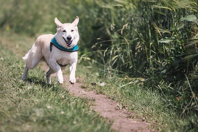 How Fast Dog Run